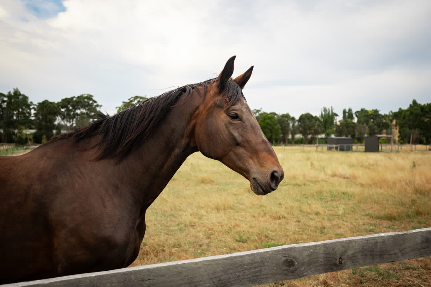 Horse in the paddock at an equestrian property, Pakenham